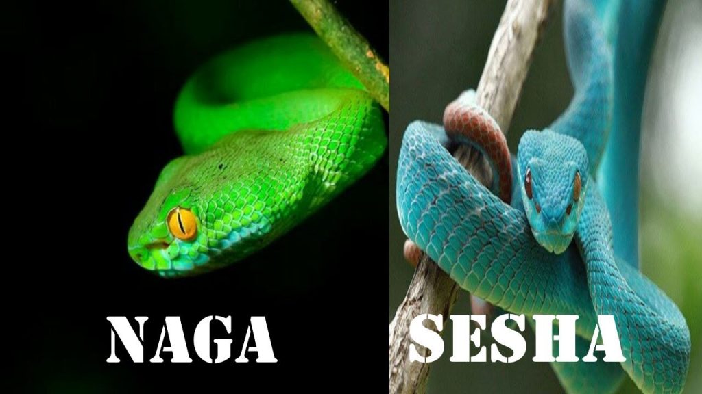 ️ 511 Nombres para serpientes, víboras, culebras de mascota